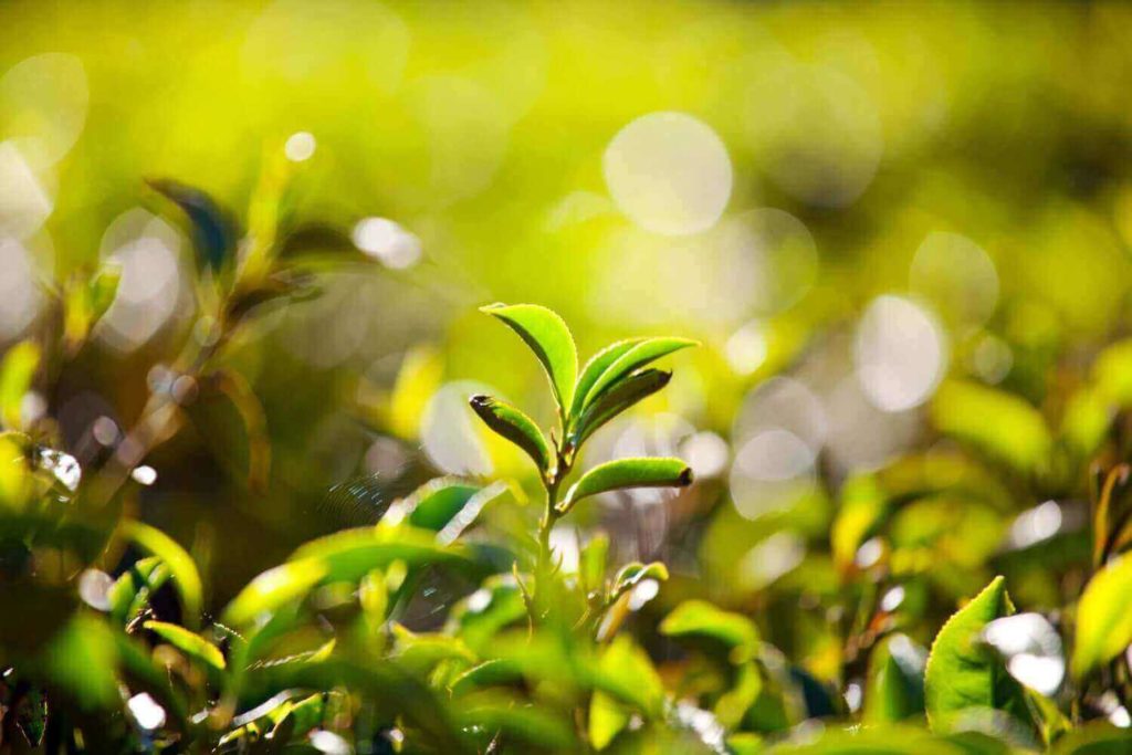 Australian Tea Tree Can Be A Magic Skincare Ingredient For You