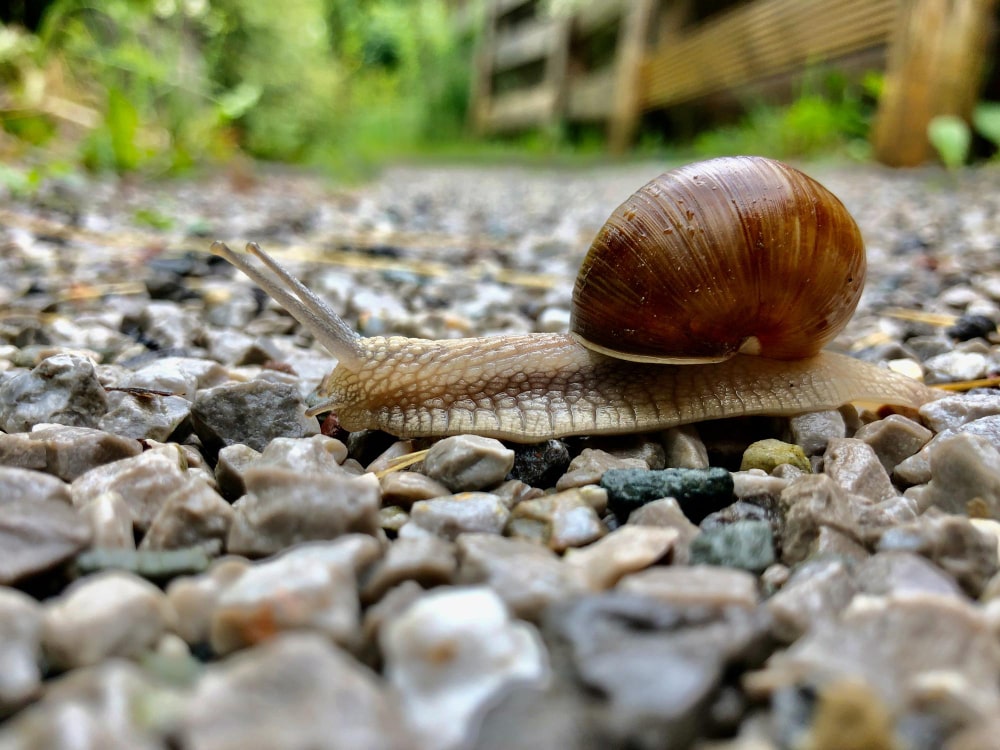 The Remarkable Snail Mucin Benefits: Popular Korean Skincare Ingredient